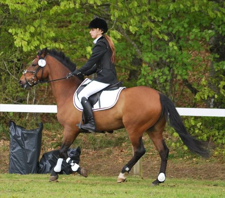 Anden særlig race Julius  - Morsø 2010. første c-stævne billede 1