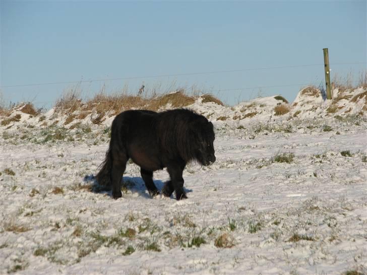 Shetlænder Coco Pops  - heej hej, jeg hedder coco :D billede 1