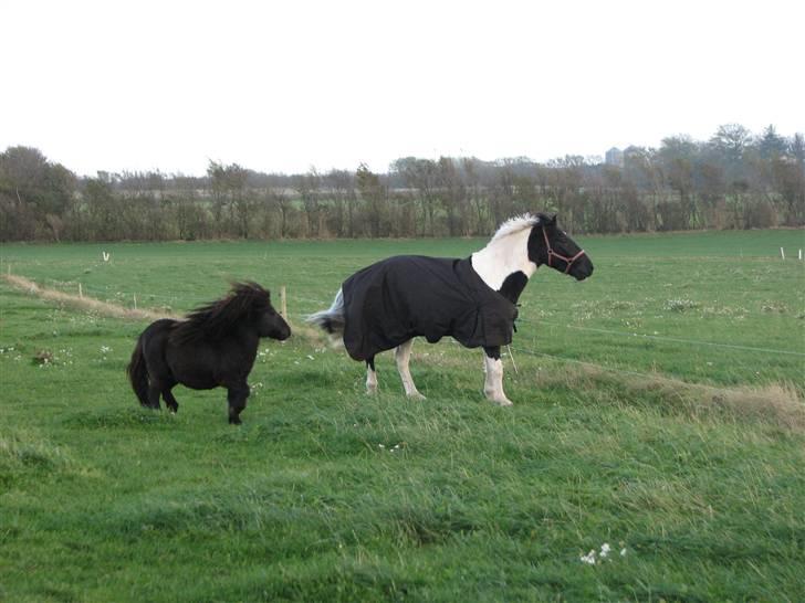 Shetlænder Coco Pops  billede 2