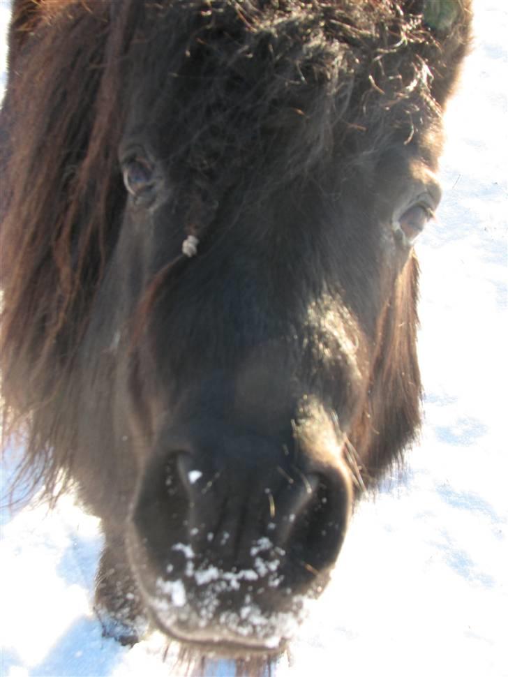 Shetlænder Coco Pops  billede 3