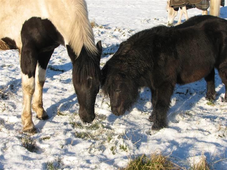 Shetlænder Coco Pops  - vil du lege Poppe ? billede 4