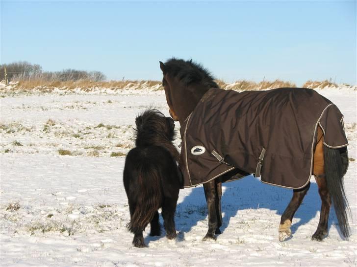 Shetlænder Coco Pops  - hva med dig Julle ? billede 5