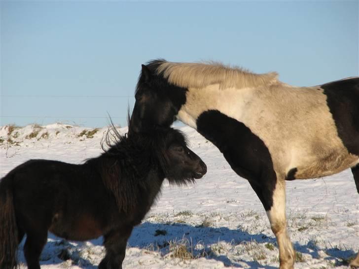 Shetlænder Coco Pops  billede 6