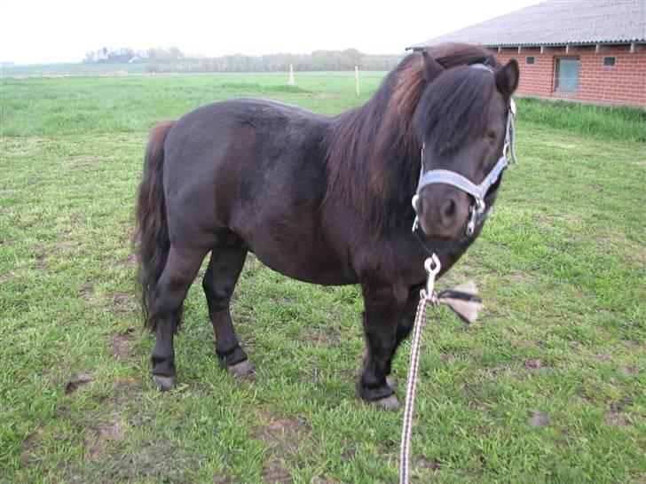 Shetlænder Coco Pops  billede 7