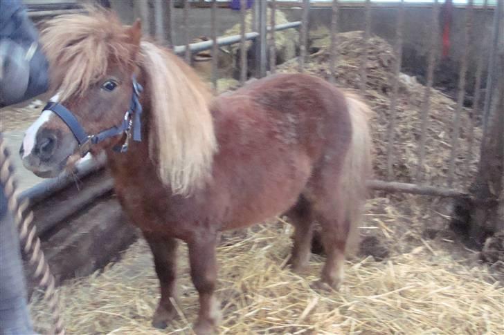 Shetlænder Sandbjerggårds Rasmus*Solgt* billede 9