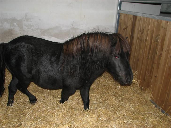 Shetlænder Coco Pops  - en våd Coco., billede 8