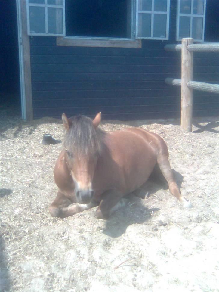 New Forest Chappy - Solgt&Savnet! <3 - 7) Hvor er du kær skat.. billede 7