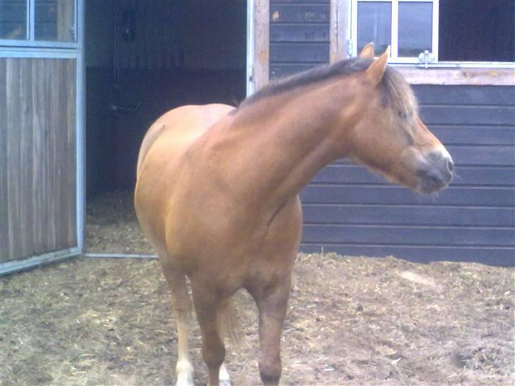 New Forest Chappy - Solgt&Savnet! <3 - 8) Jeg holde øje med Dozent.. billede 8