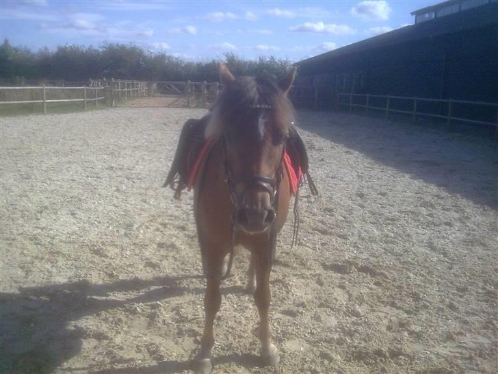 New Forest Chappy - Solgt&Savnet! <3 - 9) Efter springningen.. billede 9