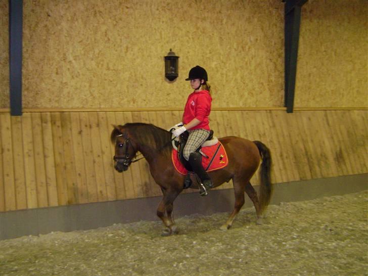 New Forest Chappy - Solgt&Savnet! <3 - 10) Vi opvarmer til dressur træningen.. billede 10