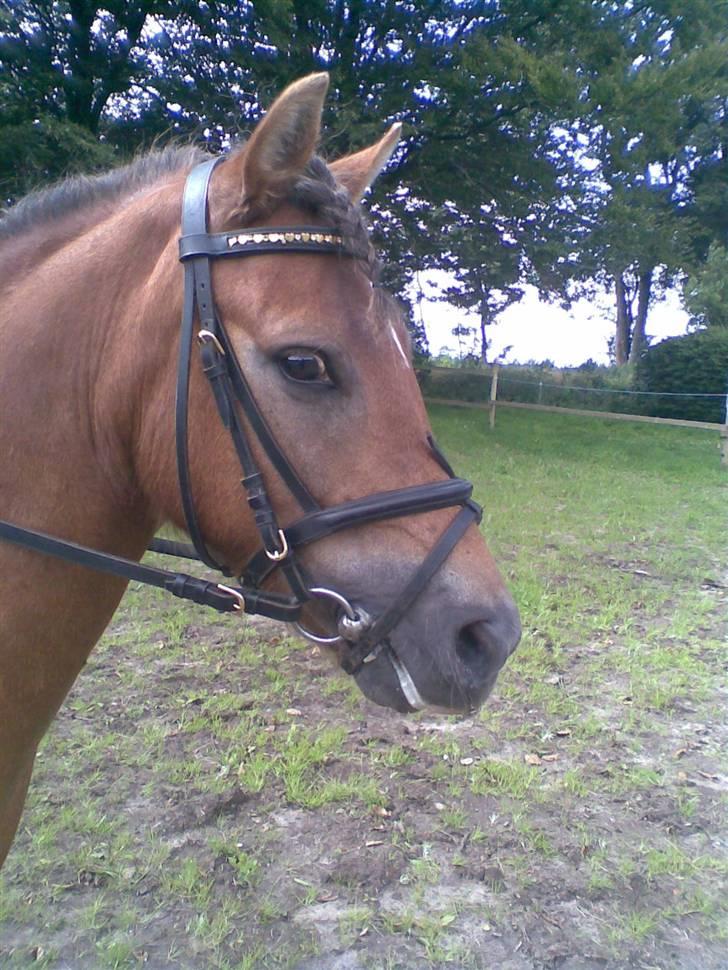 New Forest Chappy - Solgt&Savnet! <3 - 11)    Whaw, han er lækker..! billede 11