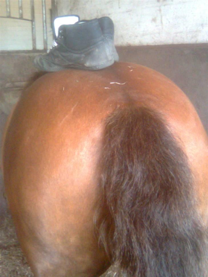 New Forest Chappy - Solgt&Savnet! <3 - 12) Se min numse, med to sko.. billede 12