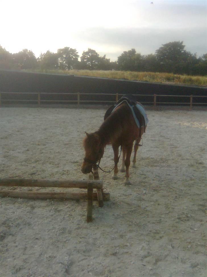 New Forest Chappy - Solgt&Savnet! <3 - 13) Chappy, er udmattet efter springningen.. billede 13