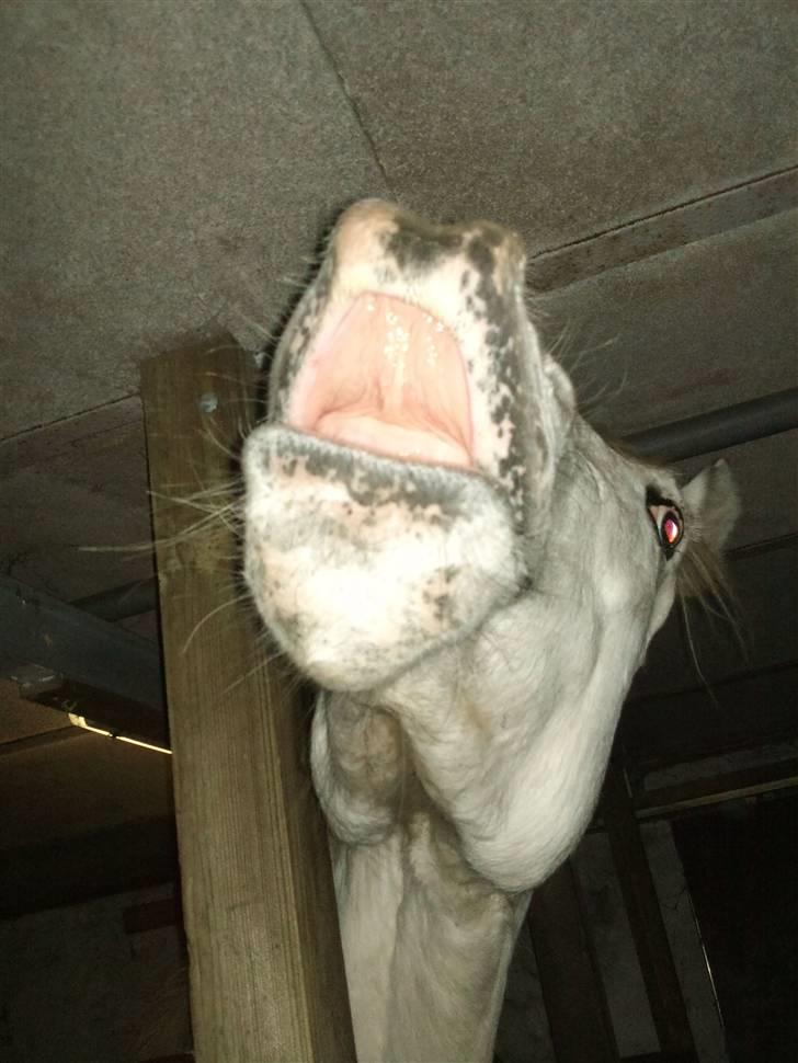 Knabstrupper Alexsander *solgt* billede 17