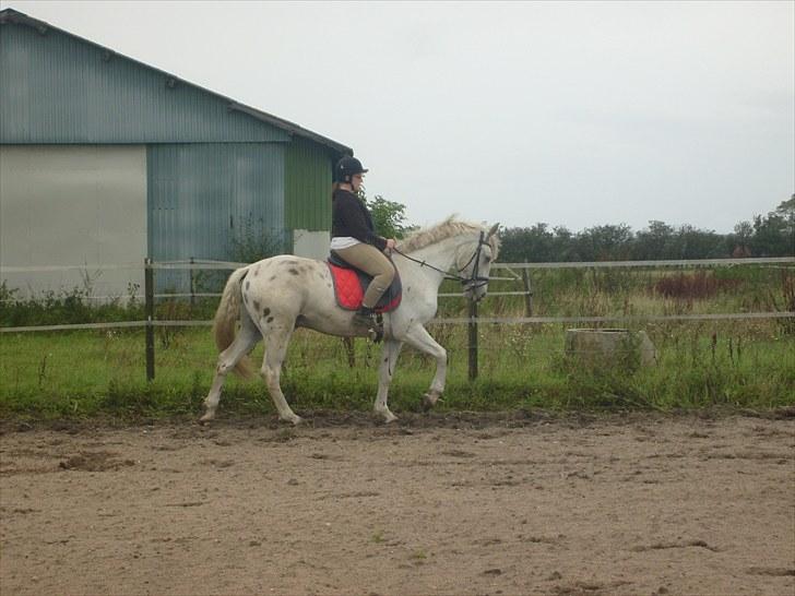 Knabstrupper Alexsander *solgt* billede 18