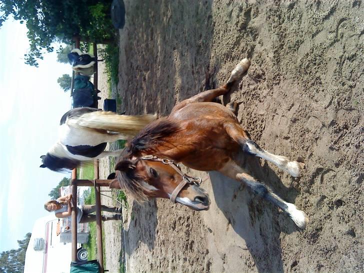 Welsh Pony (sec B) Adonis - (Buller) billede 9