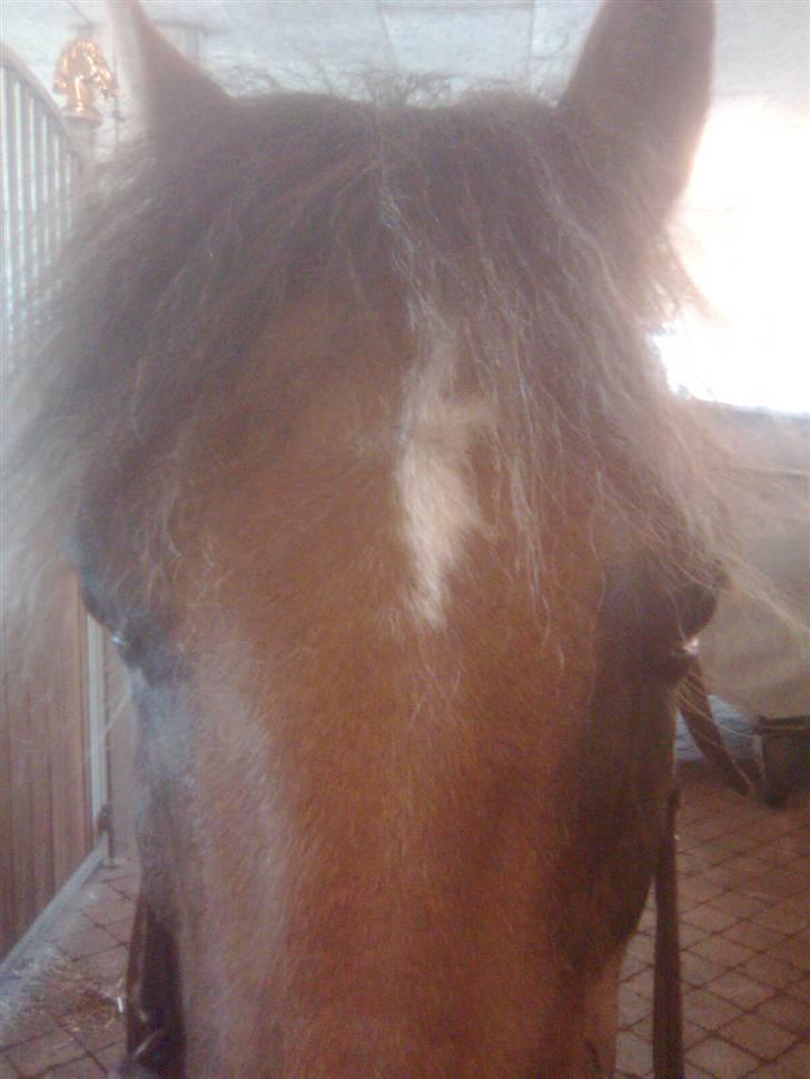 New Forest Chappy - Solgt&Savnet! <3 - 14) Han har lige fået vasket øjne.. billede 14