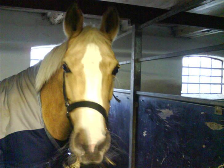 Welsh Pony af Cob-type (sec C) R.I.P Delle (bella). - er hun ikke deglig :) billede 10
