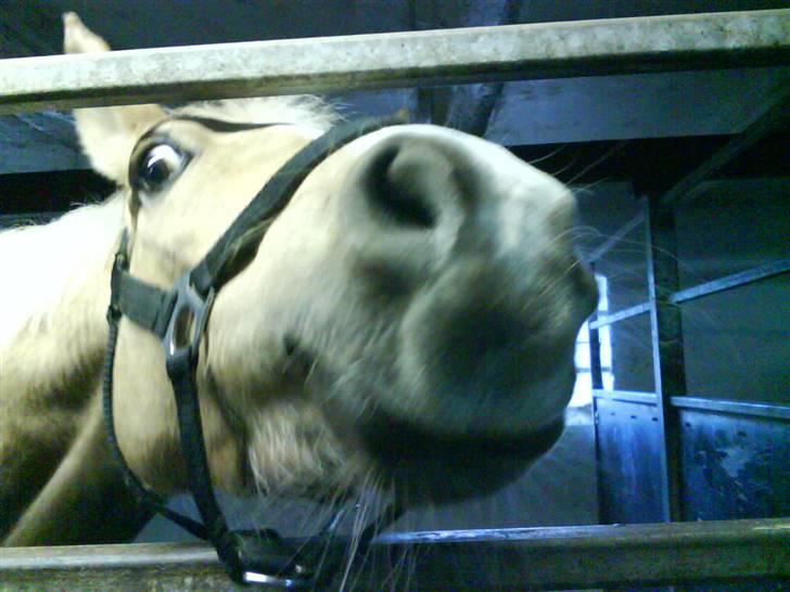 Welsh Pony af Cob-type (sec C) R.I.P Delle (bella). - mad :) ja så er bella altid klar<3 billede 11
