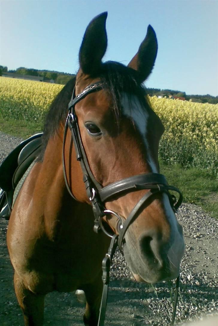 Anden særlig race Bacardi - the day i stop loving you is the day i close my eyes, forever ;).  billede 12