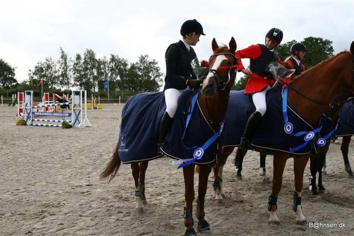 Belgisk varmblod Desperado Van De Maltahoe - Min super dejlige Delle skat <33 billede 1