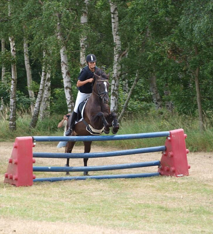 Anden særlig race Walter tidl. hest - opvisning for forældre anden sidste dag på ridelejre, spring ca. 90-100 cm billede 16