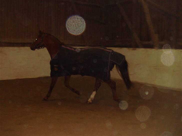 Belgisk varmblod Desperado Van De Maltahoe billede 2