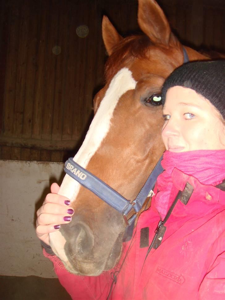 Belgisk varmblod Desperado Van De Maltahoe billede 4