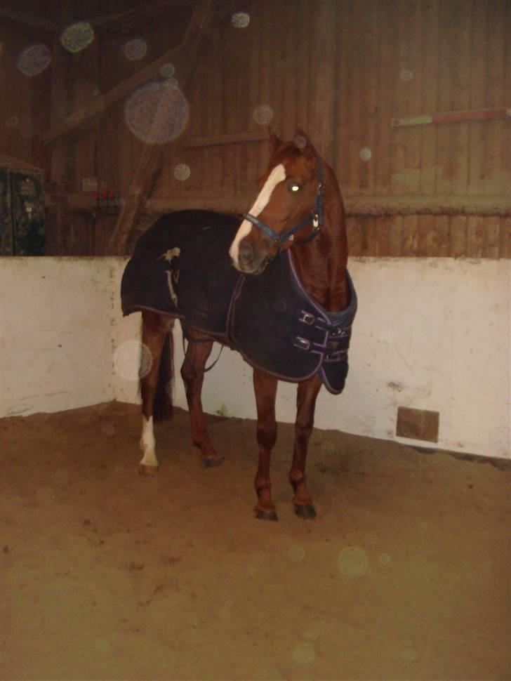 Belgisk varmblod Desperado Van De Maltahoe billede 5