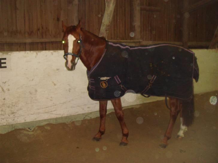 Belgisk varmblod Desperado Van De Maltahoe billede 6