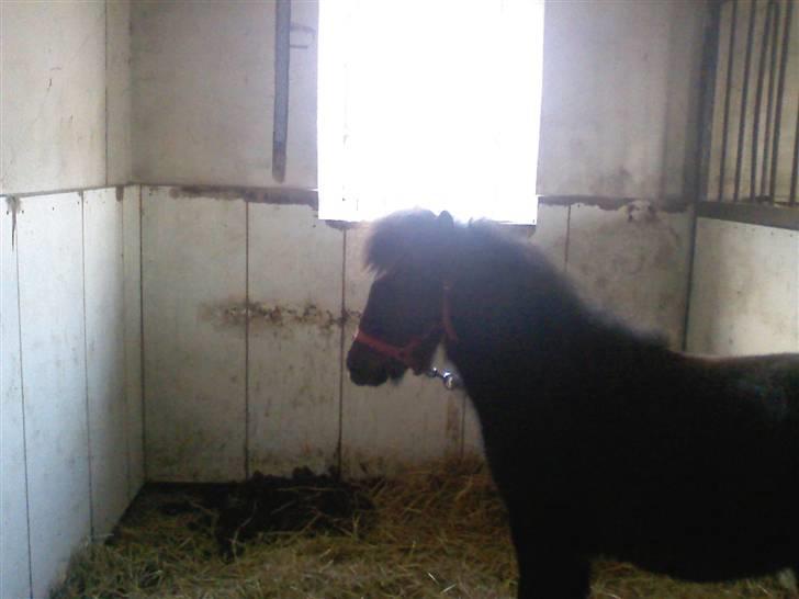 Shetlænder **,Debi,** - Taget den 17januar 2009: Orv et vindue? ærgelligt at jeg ikk er så højt endnu så jeg kan gik ud i haven billede 1