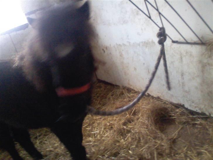 Shetlænder **,Debi,** - Taget den 16Januar:  Hva er det for en ting du står med der i hånden? Er den farlig? billede 2