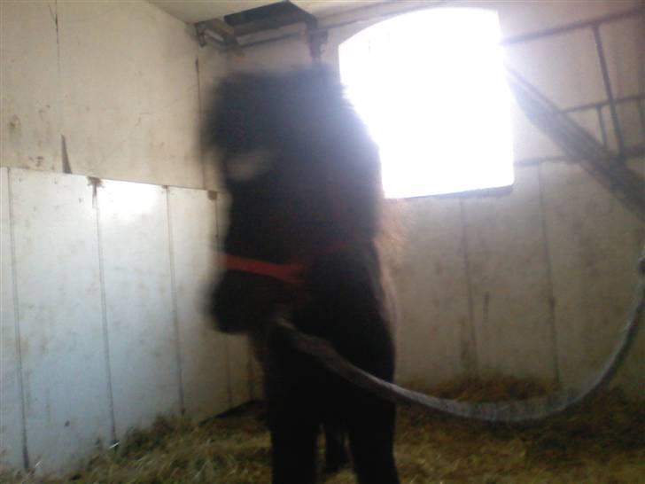 Shetlænder **,Debi,** - taget den 17Januar 2009:  Sagde du se her Debi?  billede 3