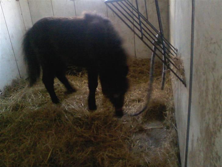 Shetlænder **,Debi,** - Taget den 17Januar 2009:  Ja imens du henter godbider tjekker jeg lige gulvet billede 4