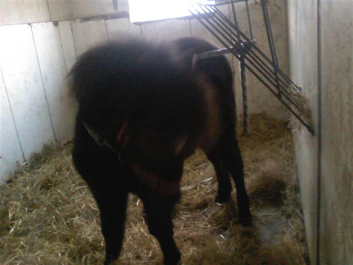 Shetlænder **,Debi,** - Taget den 17Januar 2009:  Lige blevet striglet men hvad fanden er det her for en tingest jeg har på? slip mig nu billede 5