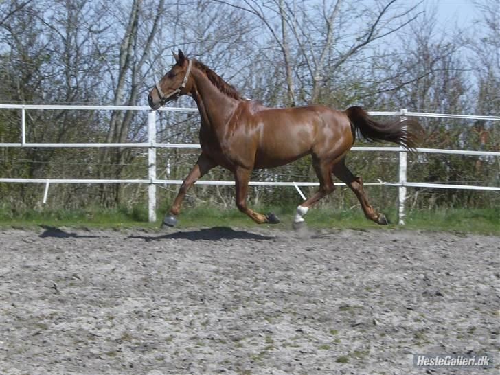 Dansk Varmblod Kia SOLGT billede 6