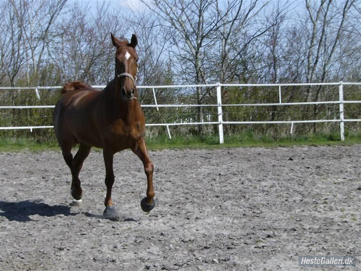 Dansk Varmblod Kia SOLGT billede 7