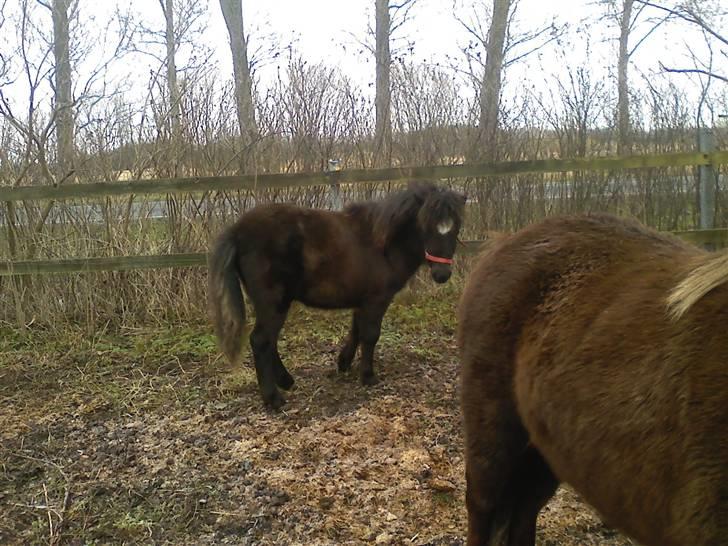 Shetlænder **,Debi,** - Taget den 16januar 2009:  Lokker du med en godbid? ved ikk helt om jeg gider og gå nogle steder står fint her og nyder vejen(: billede 6