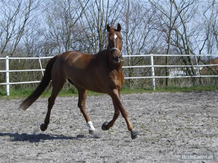 Dansk Varmblod Kia SOLGT billede 8