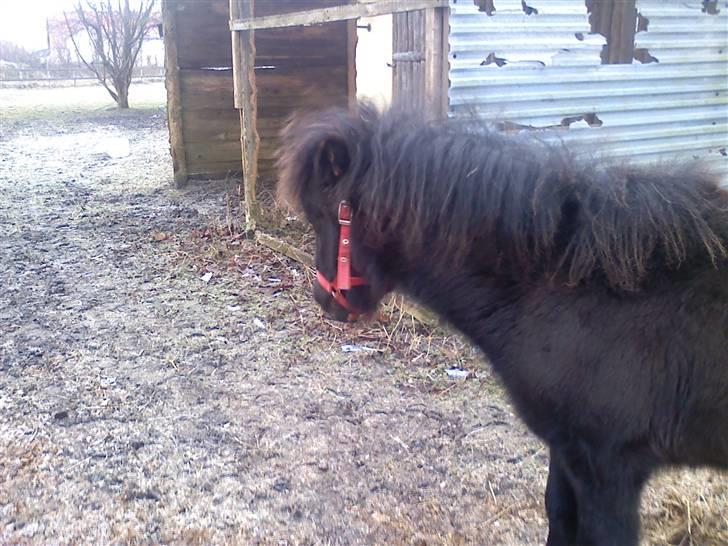 Shetlænder **,Debi,** - Taget den 16januar 2009:  Nu smutter jeg ud i folden igen,  billede 7