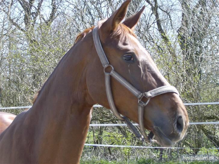 Dansk Varmblod Kia SOLGT billede 9