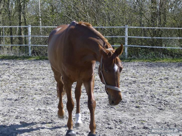 Dansk Varmblod Kia SOLGT billede 10