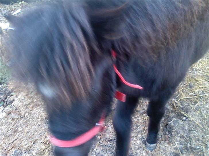 Shetlænder **,Debi,** - Taget den 16januar 2009:  Gider ikk de billeder mere nu ser jeg lige hva du har i lommen billede 8