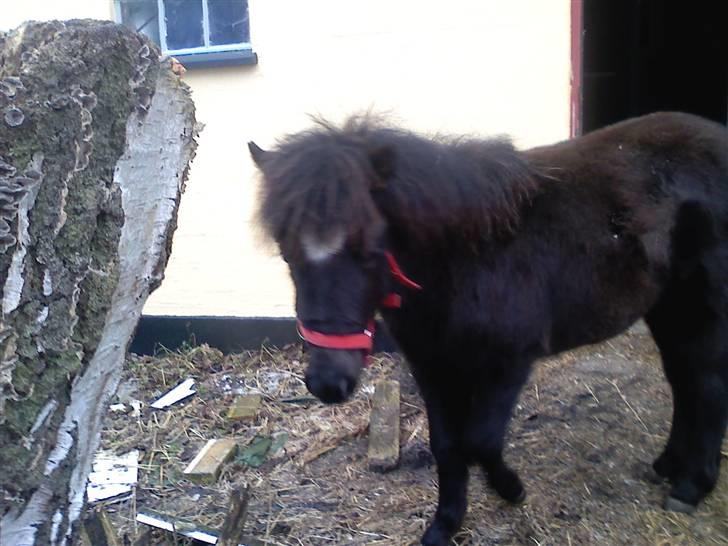 Shetlænder **,Debi,** - Taget den 16Januar 2009:  Hmm? når du nu står der og tager billeder? har du så ikk en godbid i lommen? billede 9