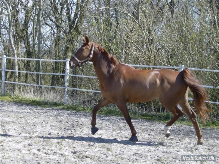 Dansk Varmblod Kia SOLGT billede 11