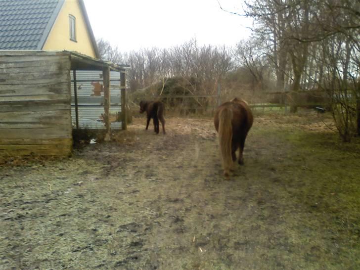 Shetlænder **,Debi,** - Taget den 16januar 2009:  Kom Molly vi smutter ind i stalden nu billede 10