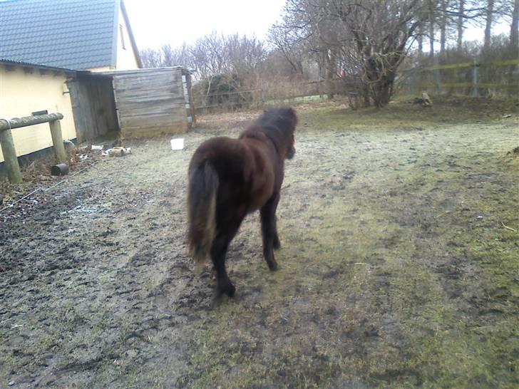 Shetlænder **,Debi,** - Taget den 16Januar 2009:  Når nu går jeg altså ind Ville du med Molly? billede 11