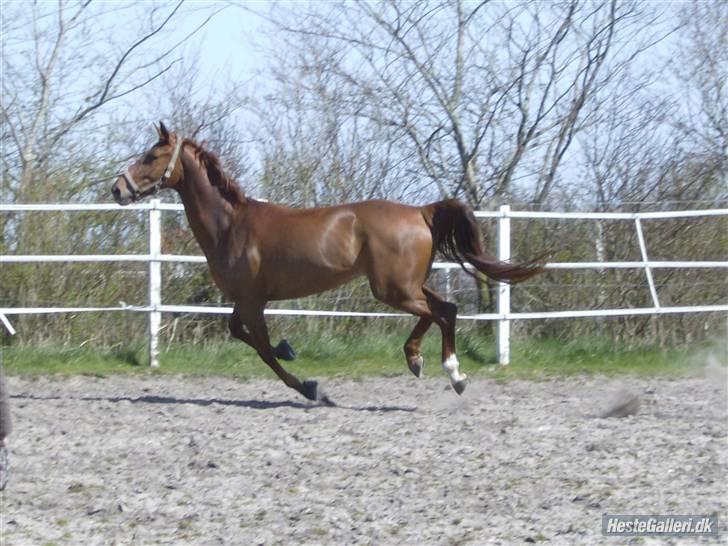 Dansk Varmblod Kia SOLGT billede 12