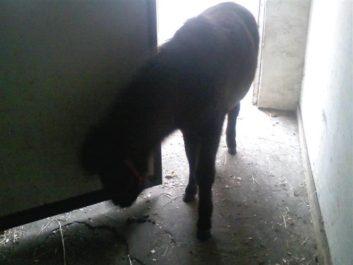 Shetlænder **,Debi,** - Taget den 16Januar 2009: Hmm? ligger der mon noget mad nede på gulvet? billede 12