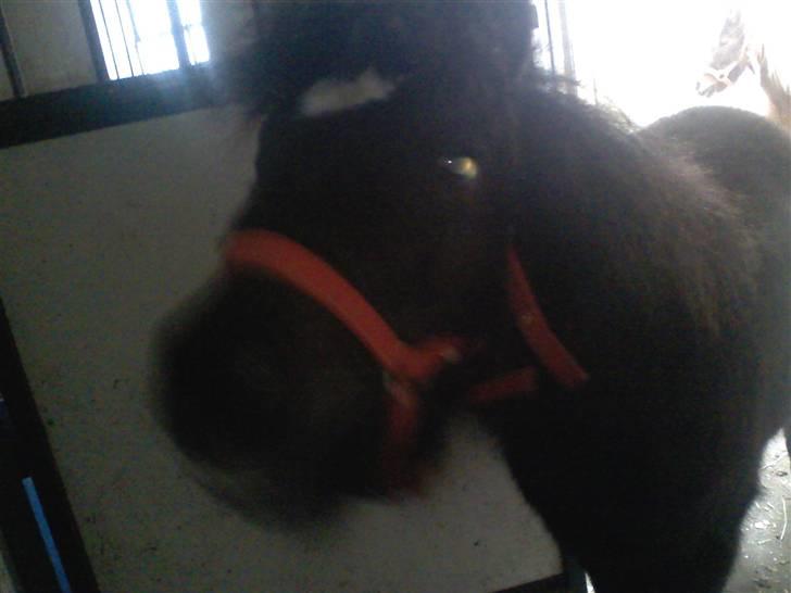 Shetlænder **,Debi,** - Taget den: 16Januar 2009:   Hva er det? Er det en godbid du står med? billede 13